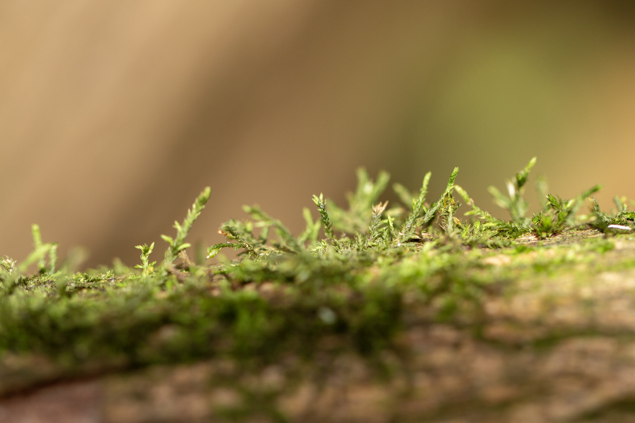 Close up of green moss on a branch, representing growth