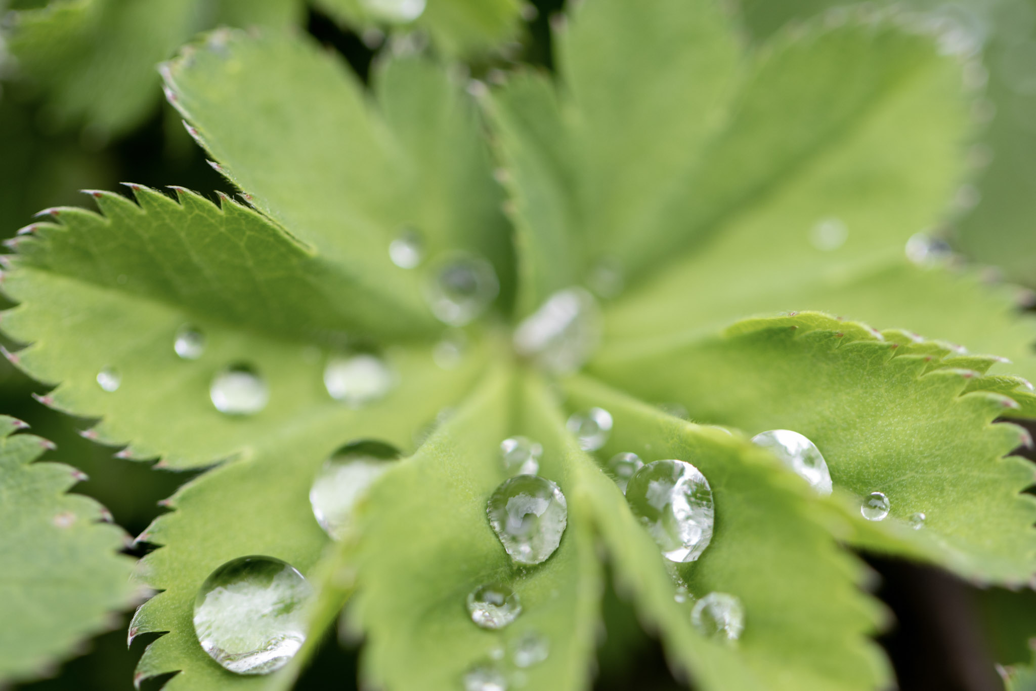 Water droplets on a green leaf