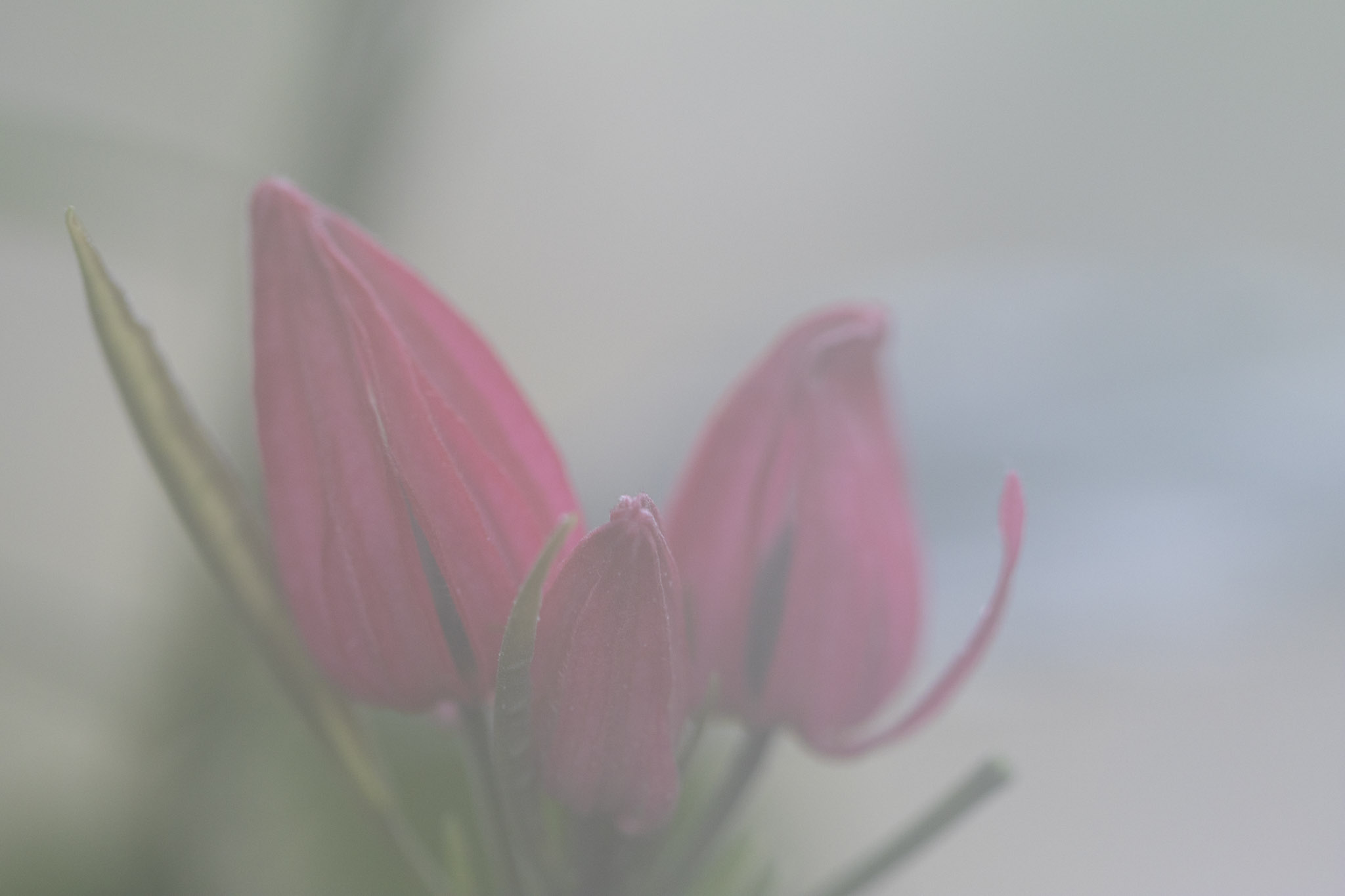 Soft focus flower buds